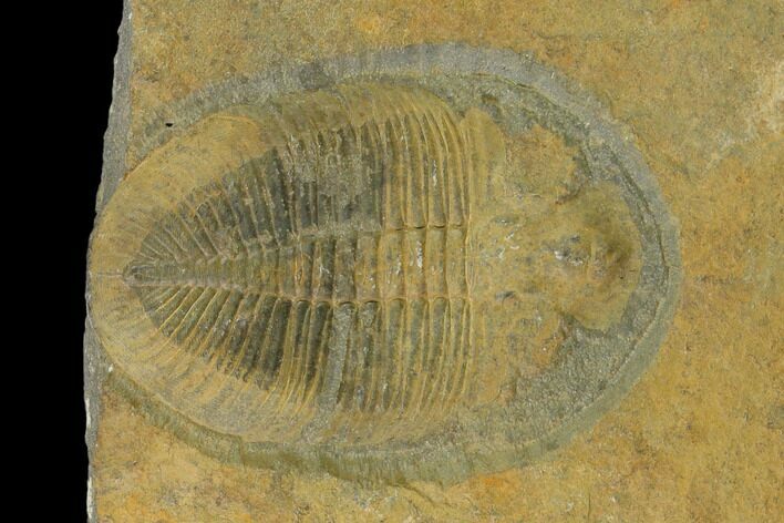 Ogygiocarella Trilobite Fossil - Wales, Great Britain #135540